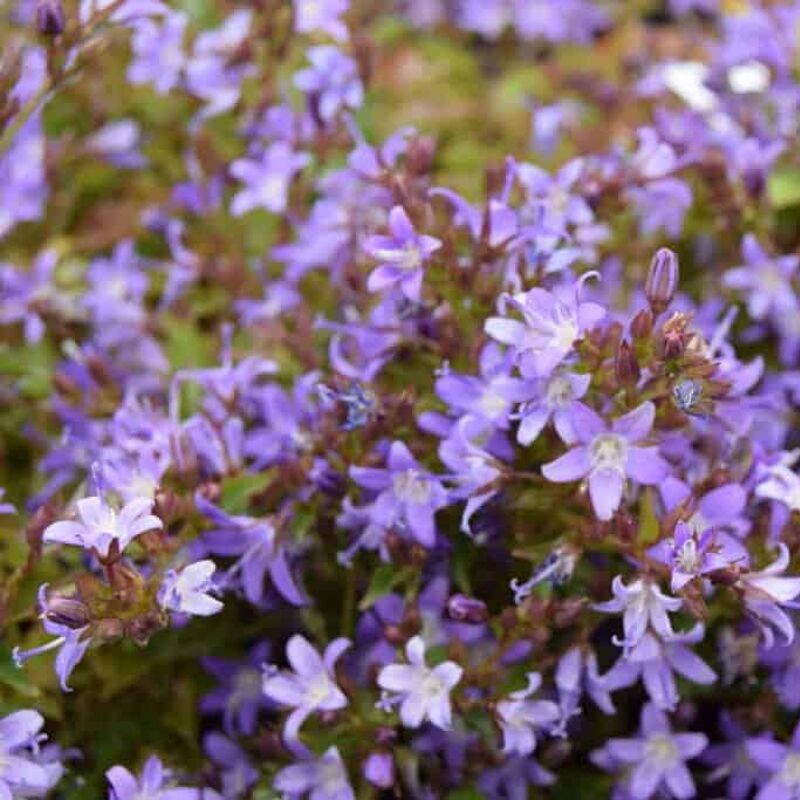 Campanula poscharskyana ---